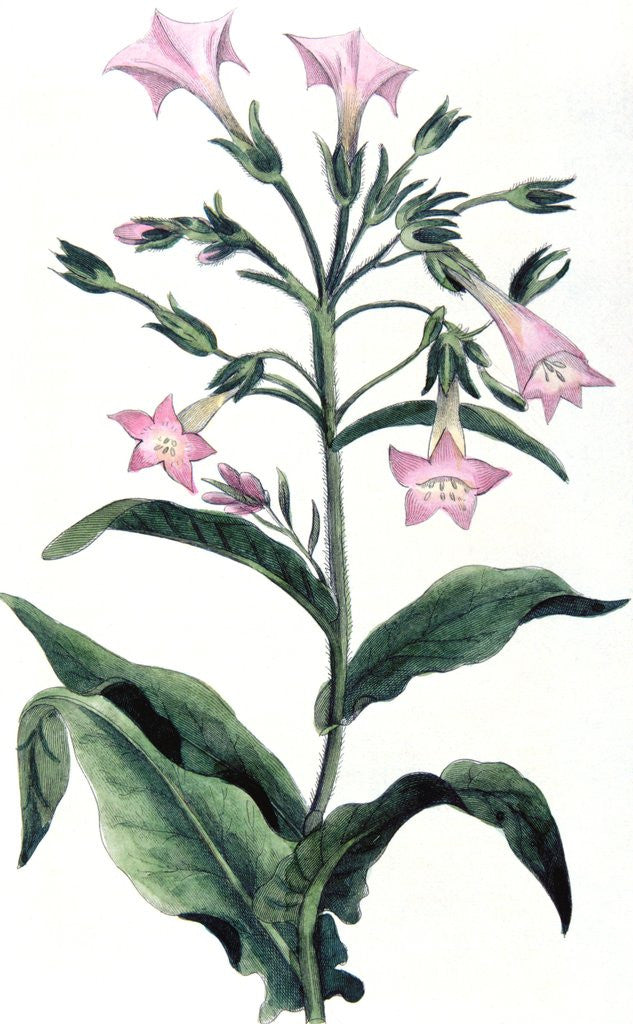 Detail of Tobacco plant by Anonymous
