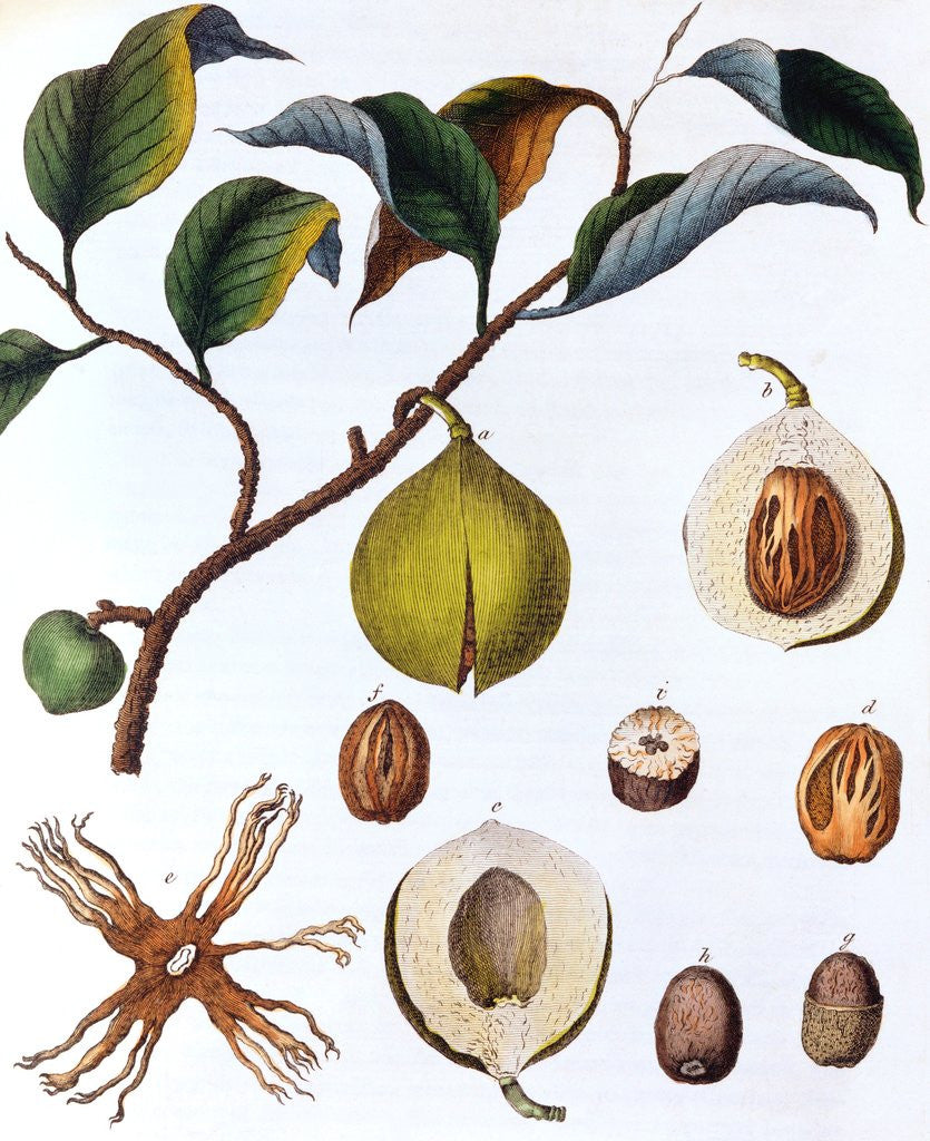 Detail of Nutmeg plant by Anonymous