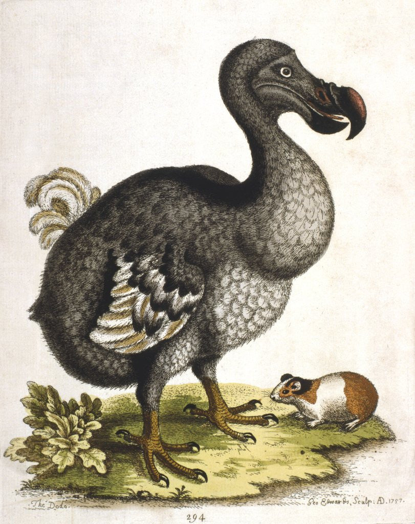 Detail of Dodo and guinea pig by Anonymous