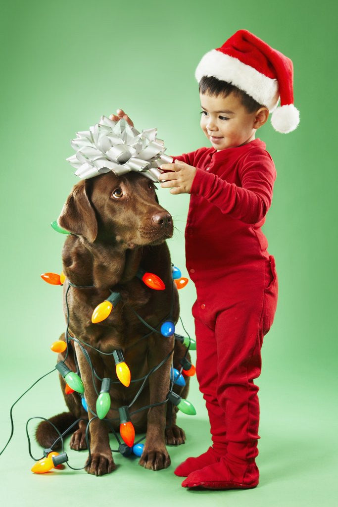 Detail of Young boy wrapping Christmas lights around a dog by Anonymous