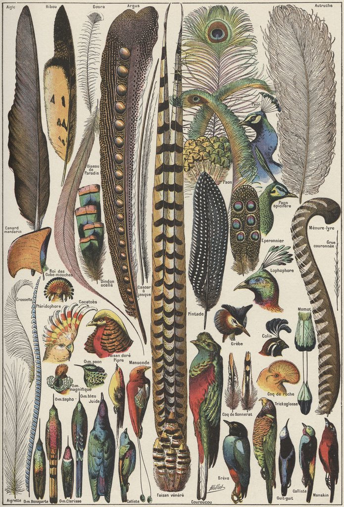Detail of Feathers and bird specimens by Corbis