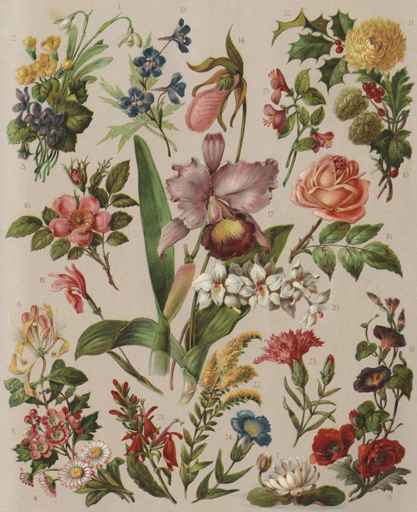 Detail of Familiar Flowering Plants by Anonymous