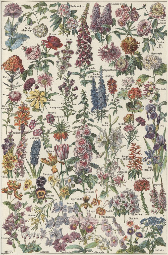 Detail of Flowers by Anonymous