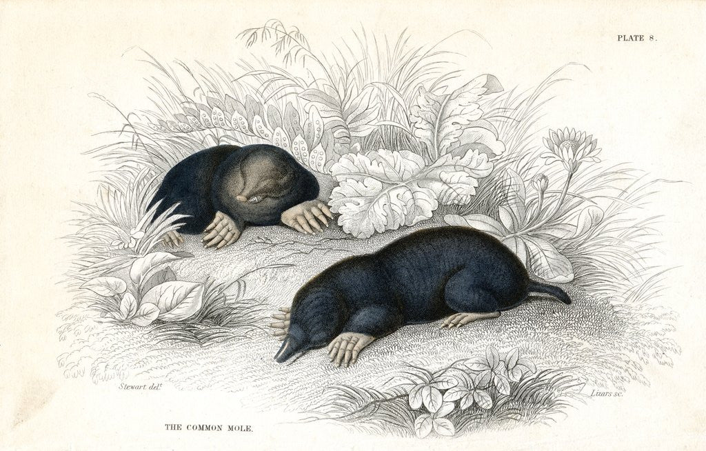 Detail of Common moles by Anonymous