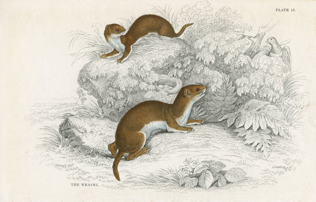Detail of Weasels by Anonymous
