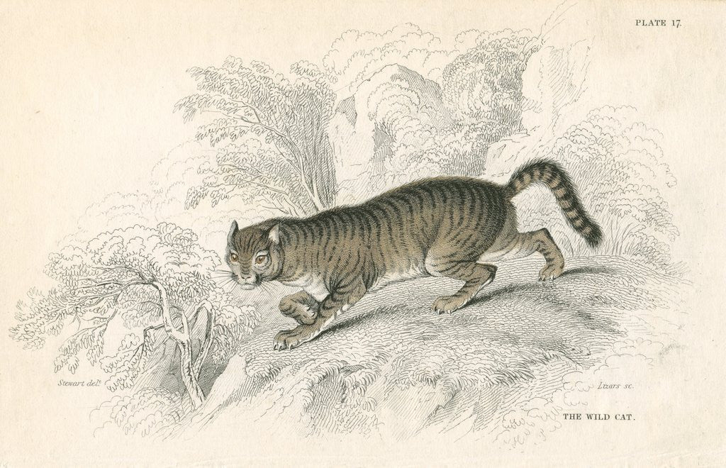 Detail of European wild cat by Anonymous