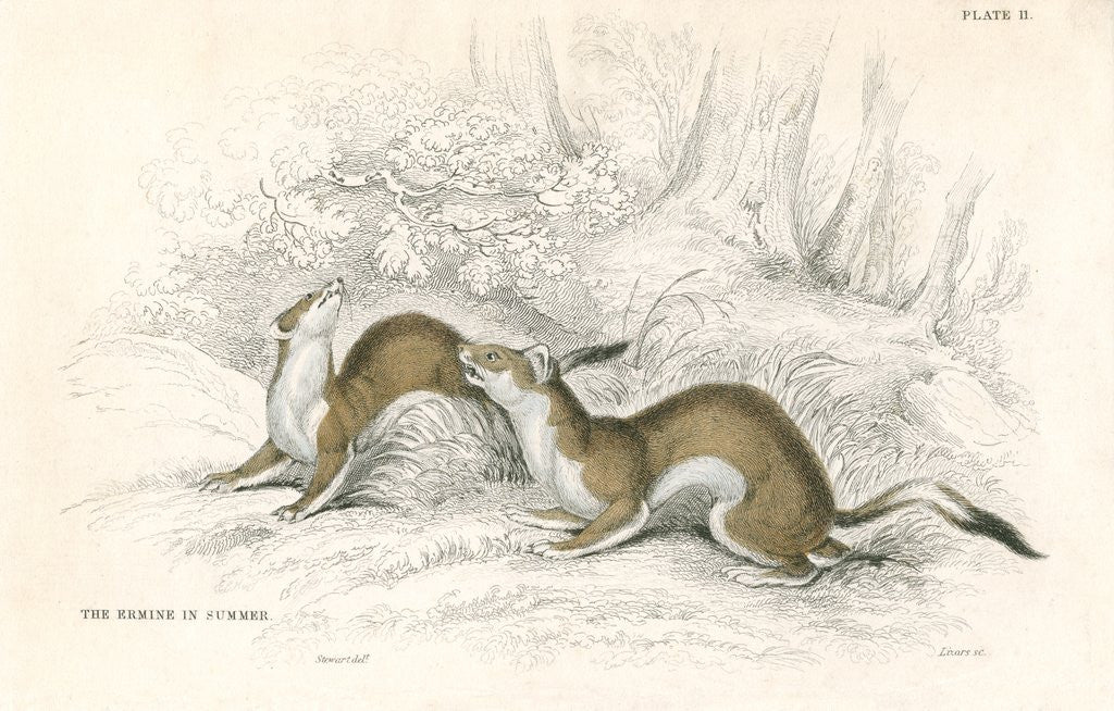 Detail of The ermine in summer by Anonymous