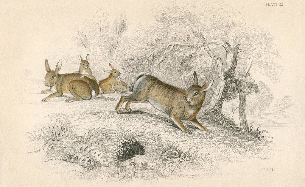 Detail of Rabbits by Anonymous