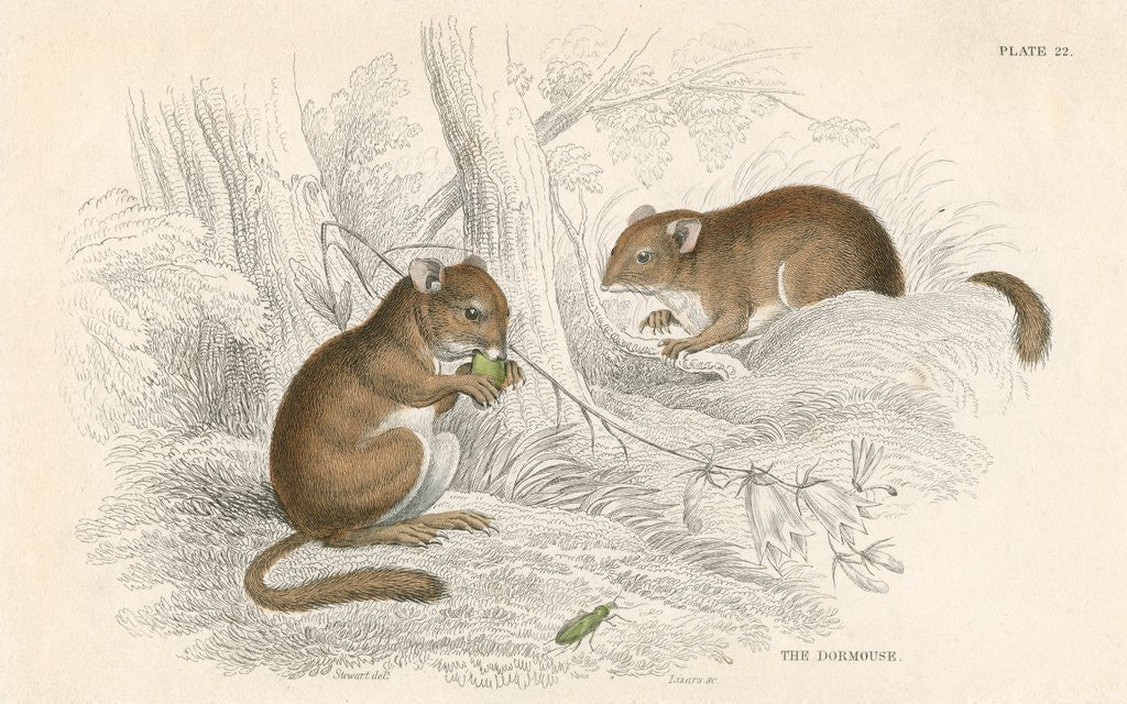 Detail of Common dormouse by Anonymous