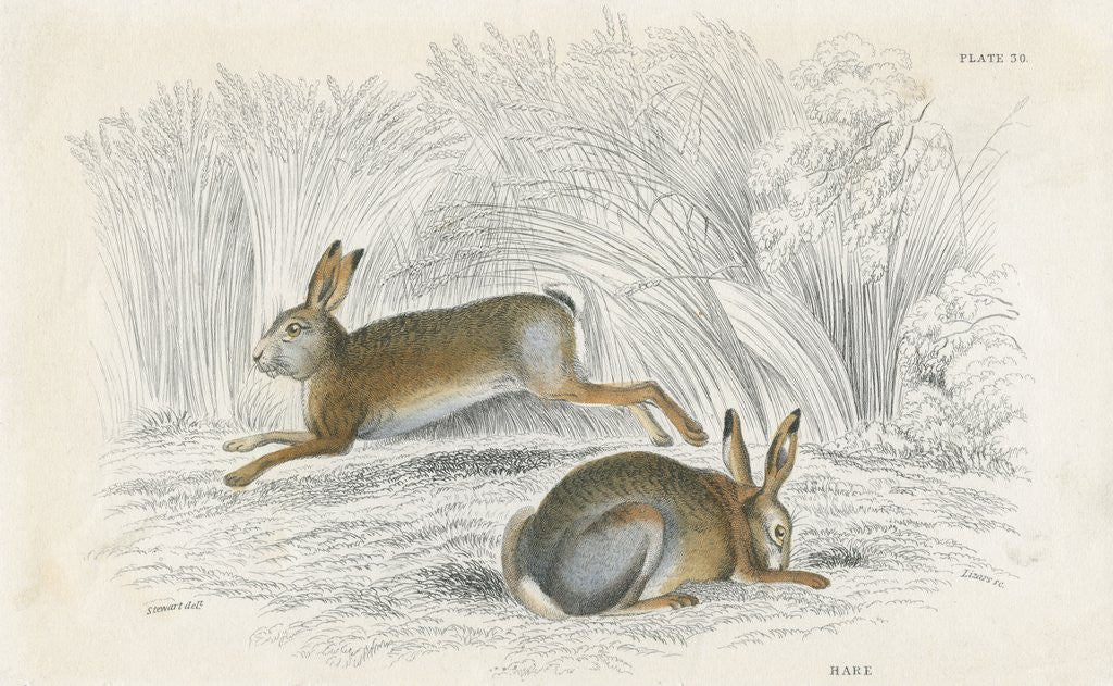 Detail of Two hares by Anonymous