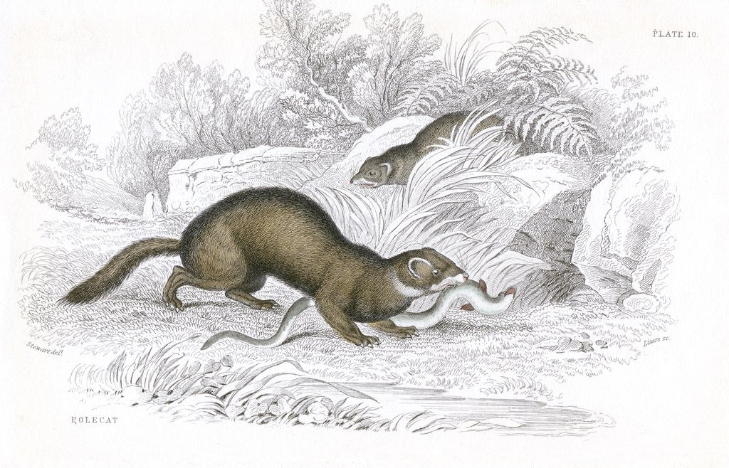 Detail of Polecats by Anonymous