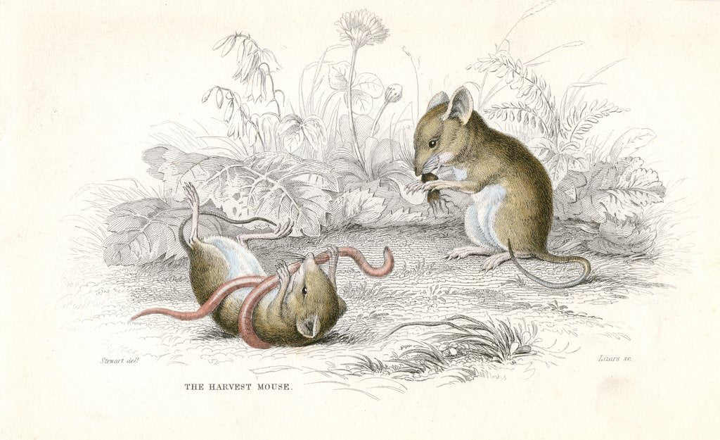 Detail of Harvest mice by Anonymous