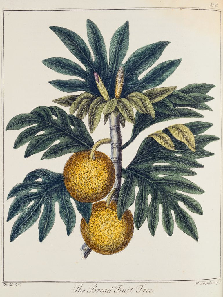 Detail of Breadfuit by Anonymous