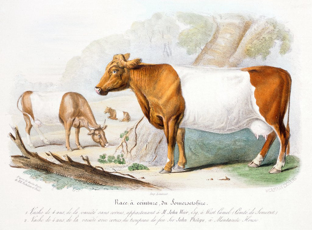 Detail of Somerset cows by Anonymous