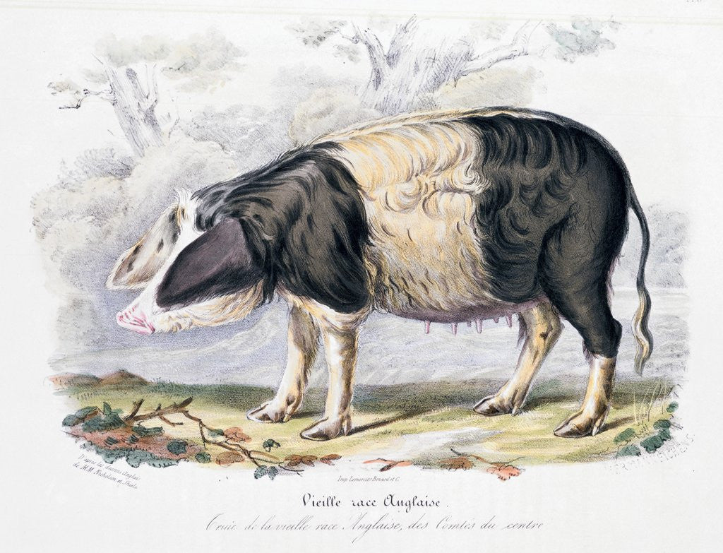 Detail of Old English breed of pig by Corbis