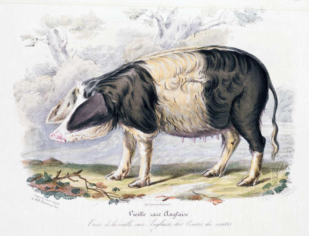 Detail of Old English breed of pig by Anonymous