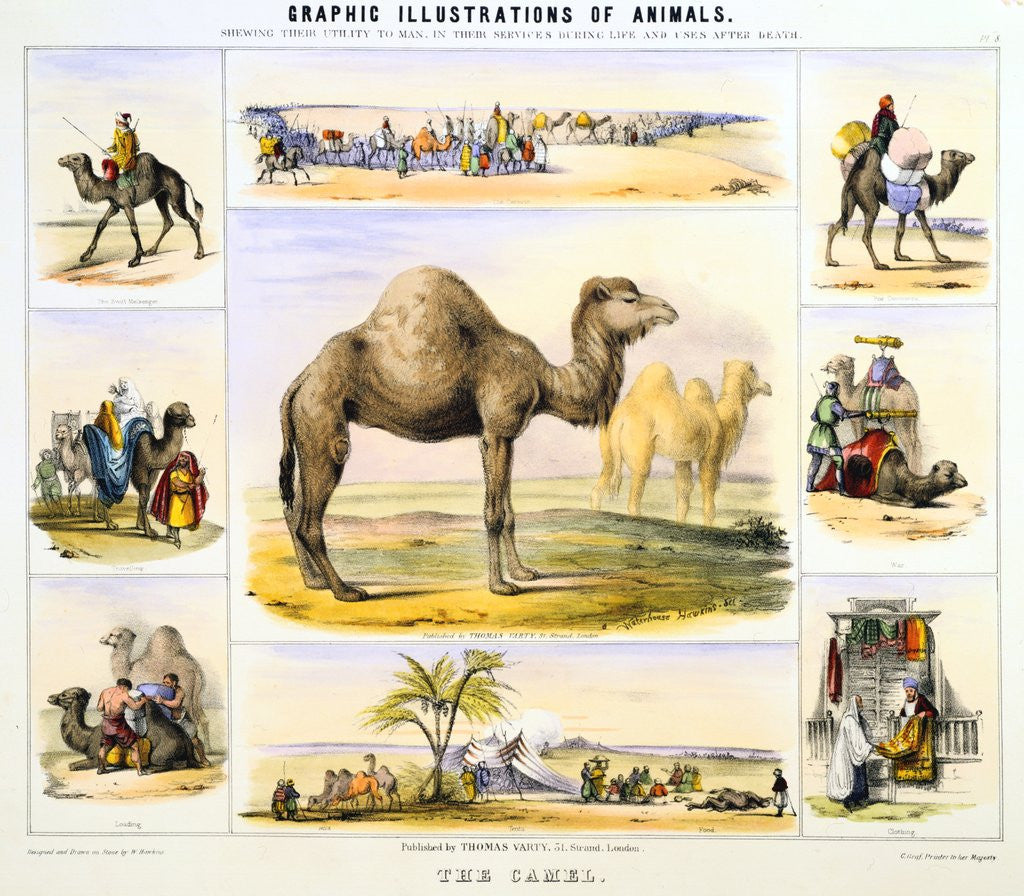 Detail of Camels and their uses by Anonymous