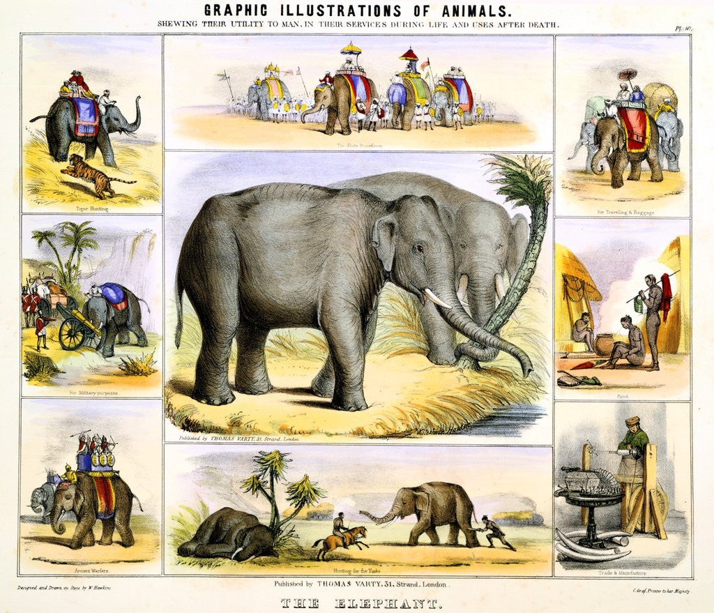 Detail of Elephants and their uses by Anonymous