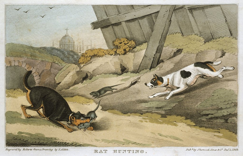 Detail of Dogs rat hunting by Corbis