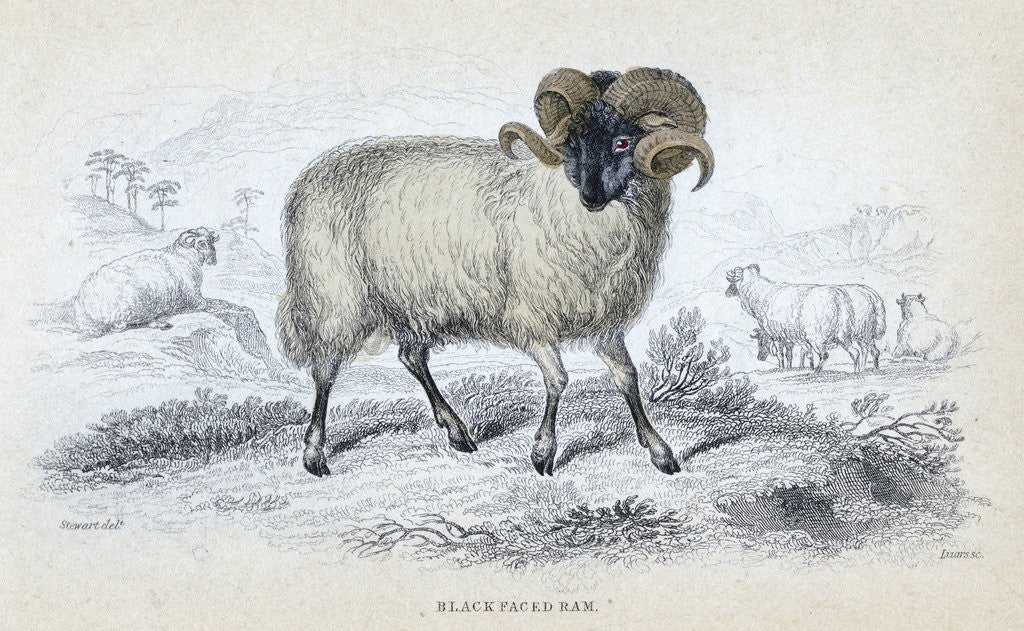 Detail of Black Faced Ram by Anonymous