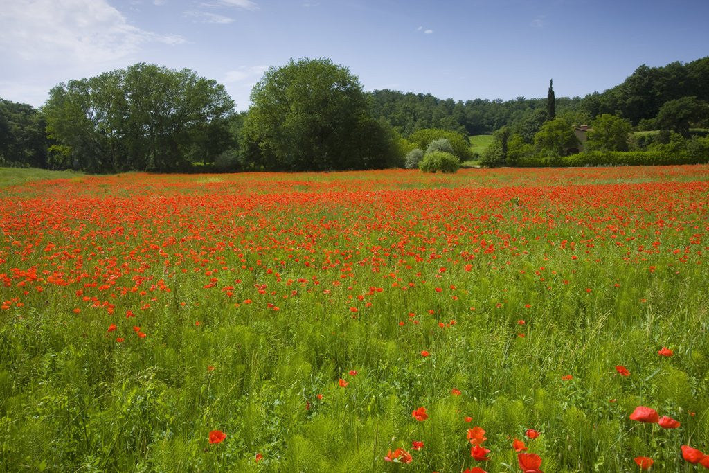 Detail of Poppy field, Chiusi, Italy by Anonymous