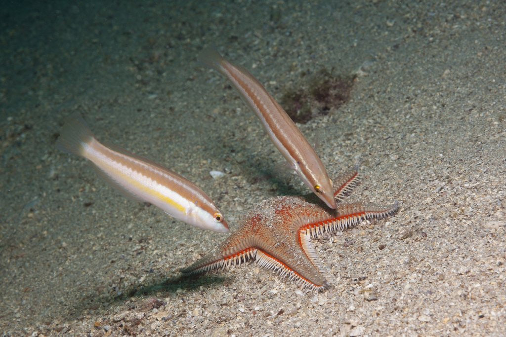 Detail of Juvenile Rainbow Wrasses by Anonymous