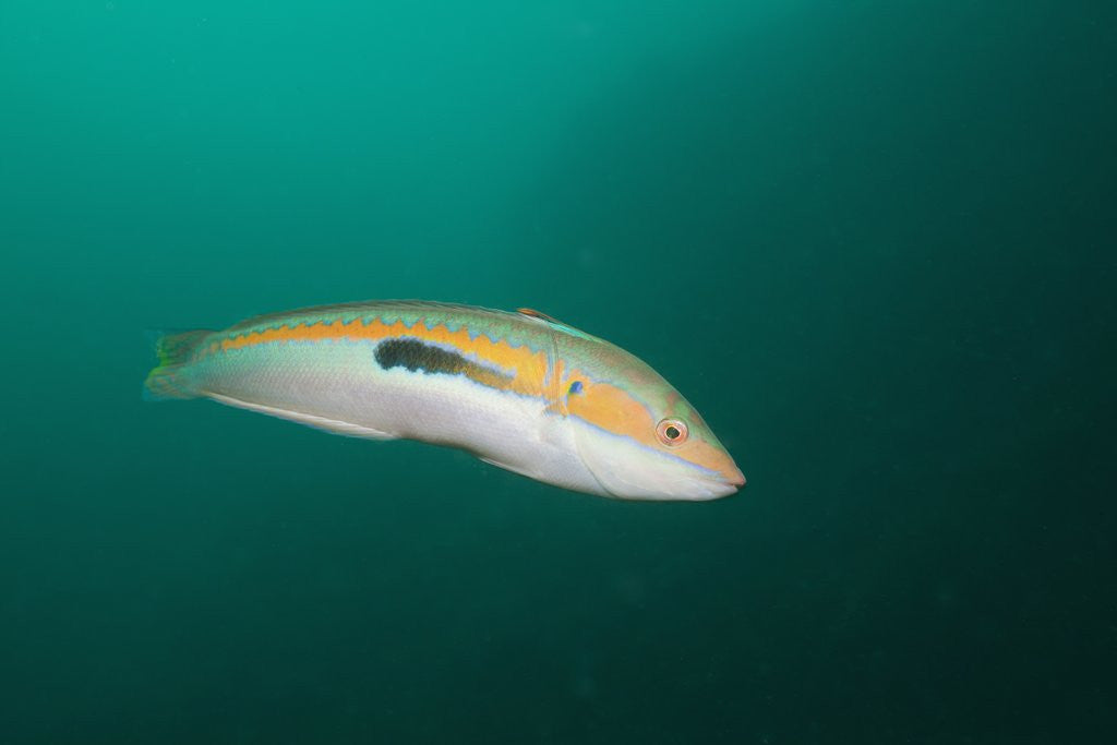 Detail of Rainbow Wrasse by Anonymous