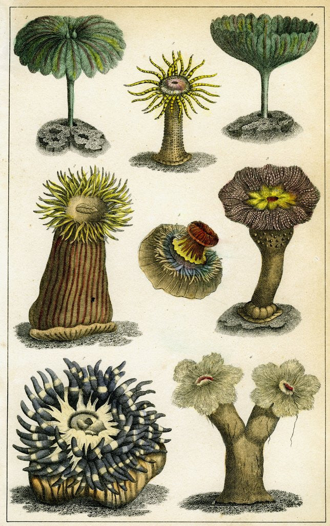Detail of Sea anemones by Anonymous