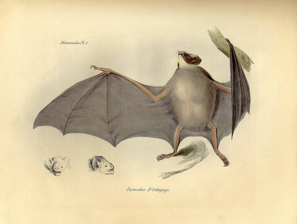 Detail of Color lithograph of bat by Anonymous