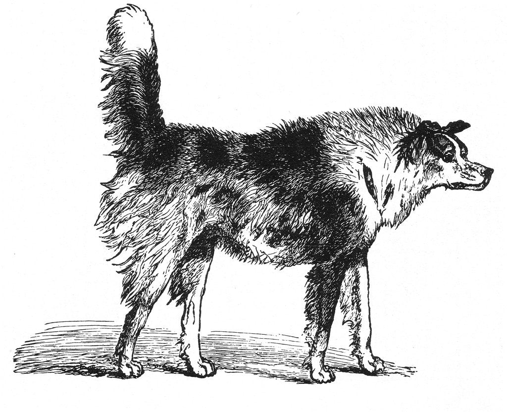 Detail of Hostile dog by Anonymous