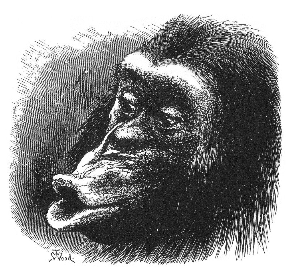 Detail of Face of chimpanzee by Anonymous