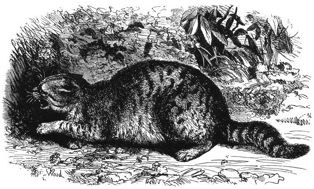 Detail of Cat ready to fight by Anonymous