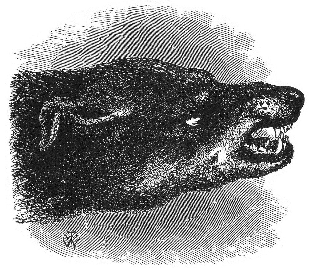 Detail of Head of snarling dog by Anonymous