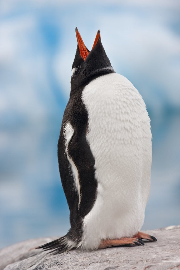 Detail of Gentoo Penguin Antarctica by Anonymous