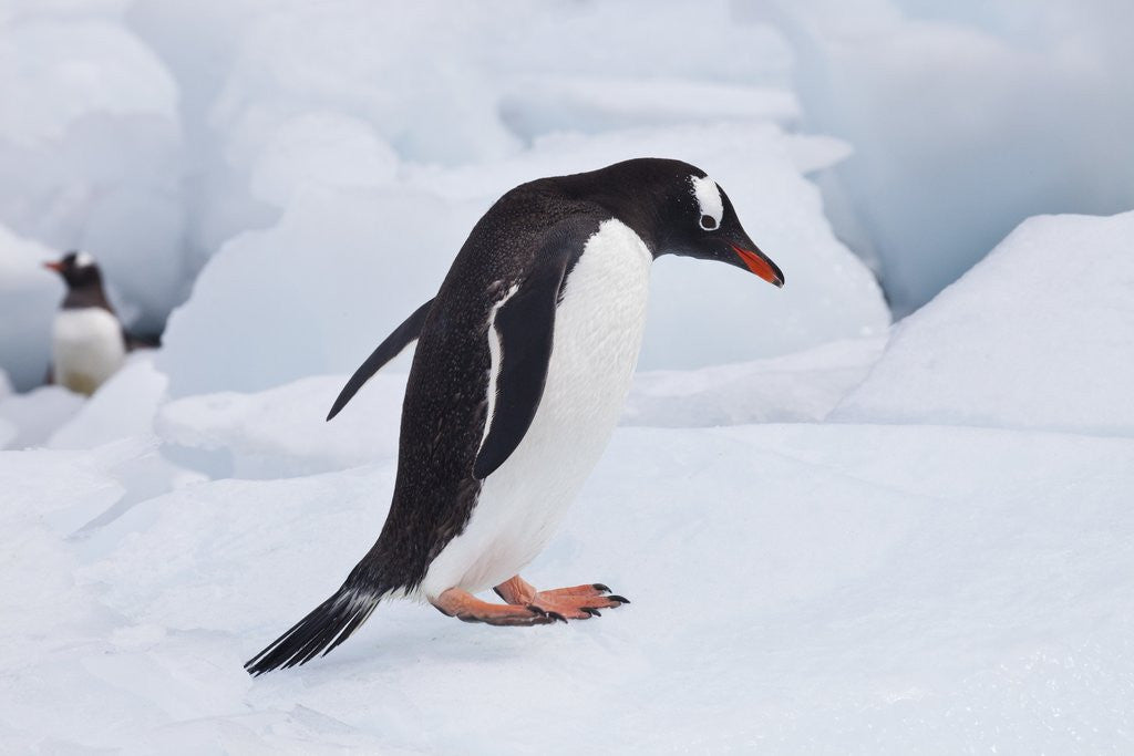 Detail of Gentoo Penguin Antarctica by Anonymous