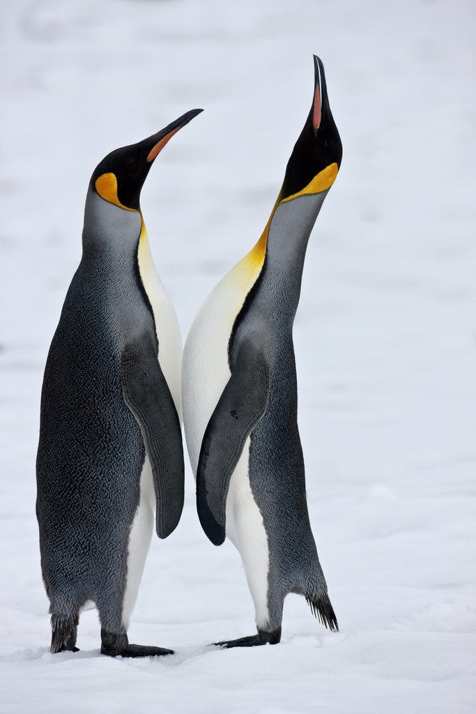 Detail of Pair King Penguins on fresh snows, South Georgia Island by Anonymous