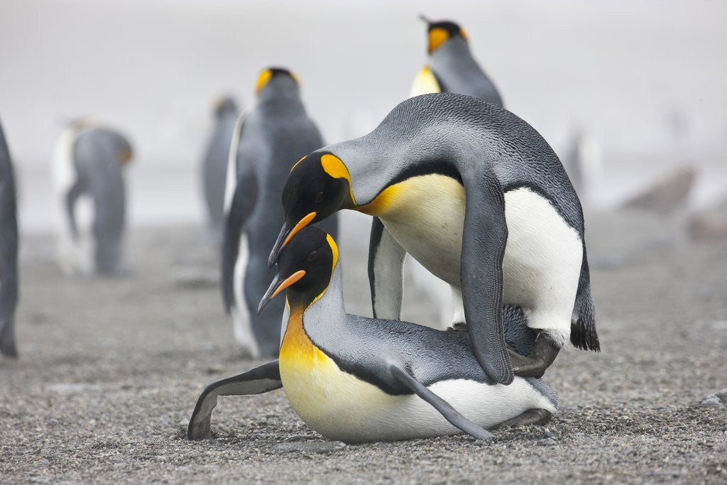 Detail of King Penguins about to mate, South Georgia Island by Corbis