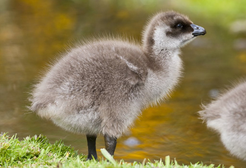 Detail of Upland Goose baby at waters edge, Fakland Islands by Anonymous