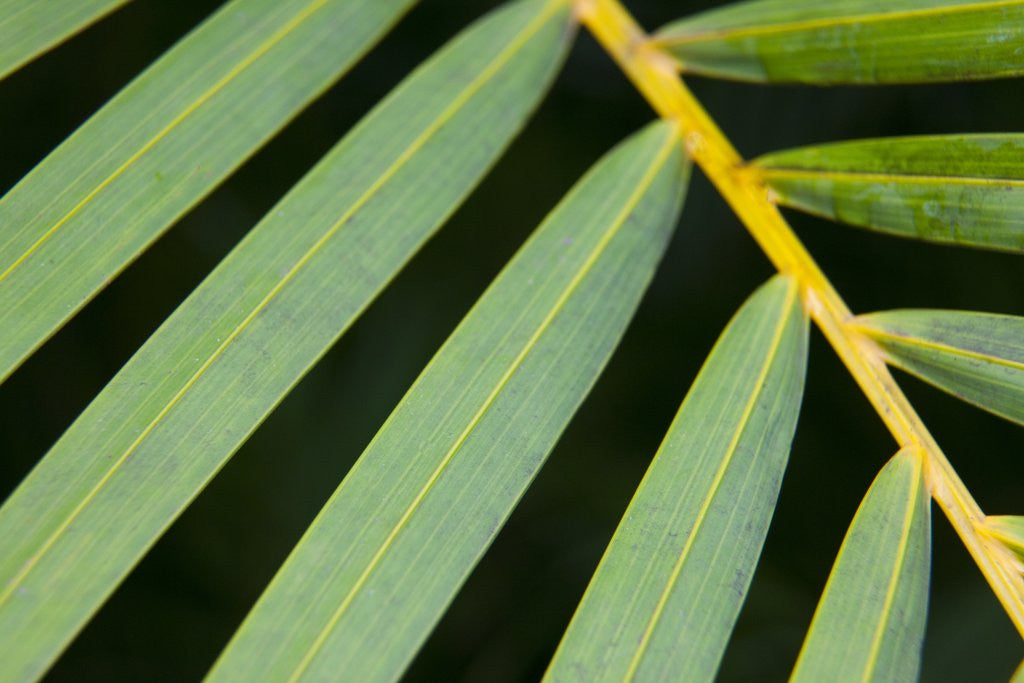 Detail of Closeup of palm leaves by Anonymous