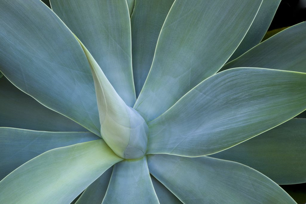 Detail of Agave on the island of Maui, Hawaii by Anonymous