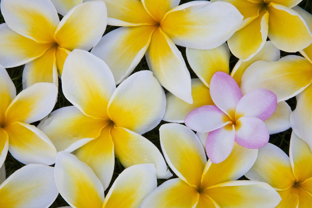 Detail of Frangipani flowers by Corbis
