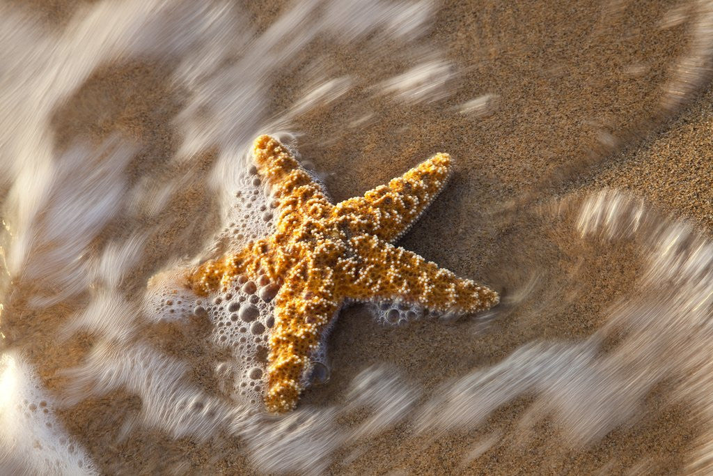 Detail of Starfish on the sandy beachs of Keihi, Maui Hawaii in the evening light by Anonymous