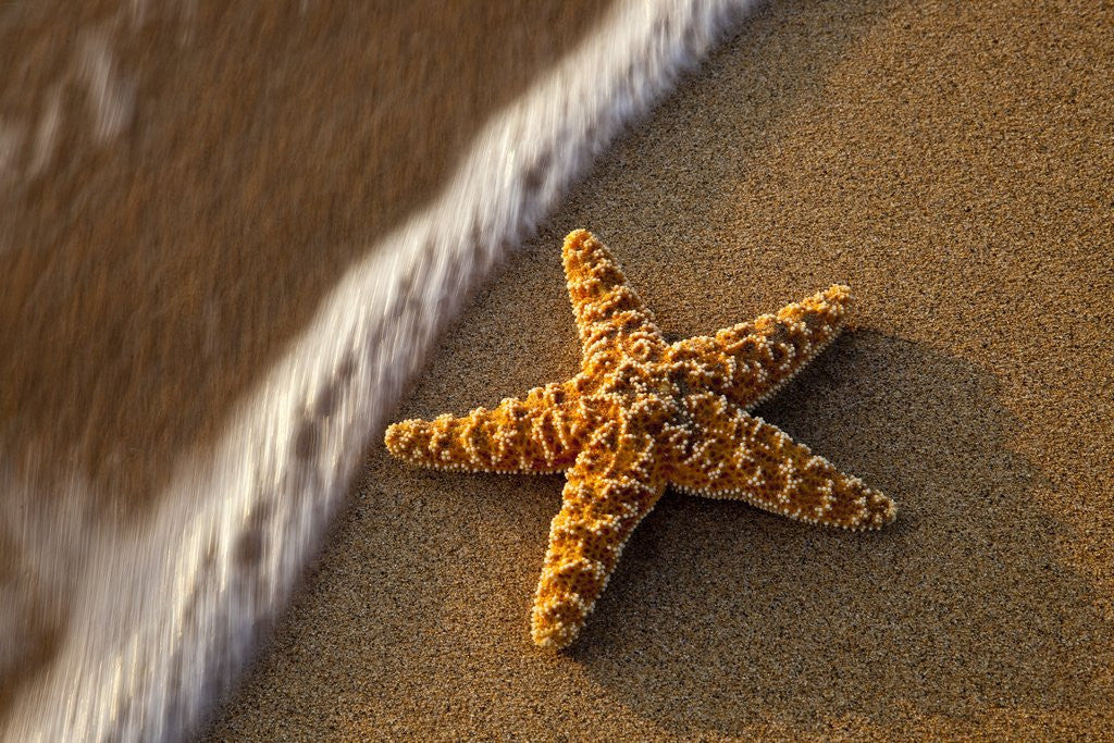 Detail of Starfish on the sandy beachs of Keihi, Maui Hawaii in the evening light by Anonymous