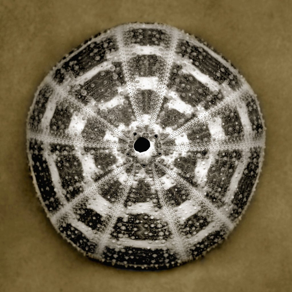 Detail of Alphonso Sea Urchin by Anonymous