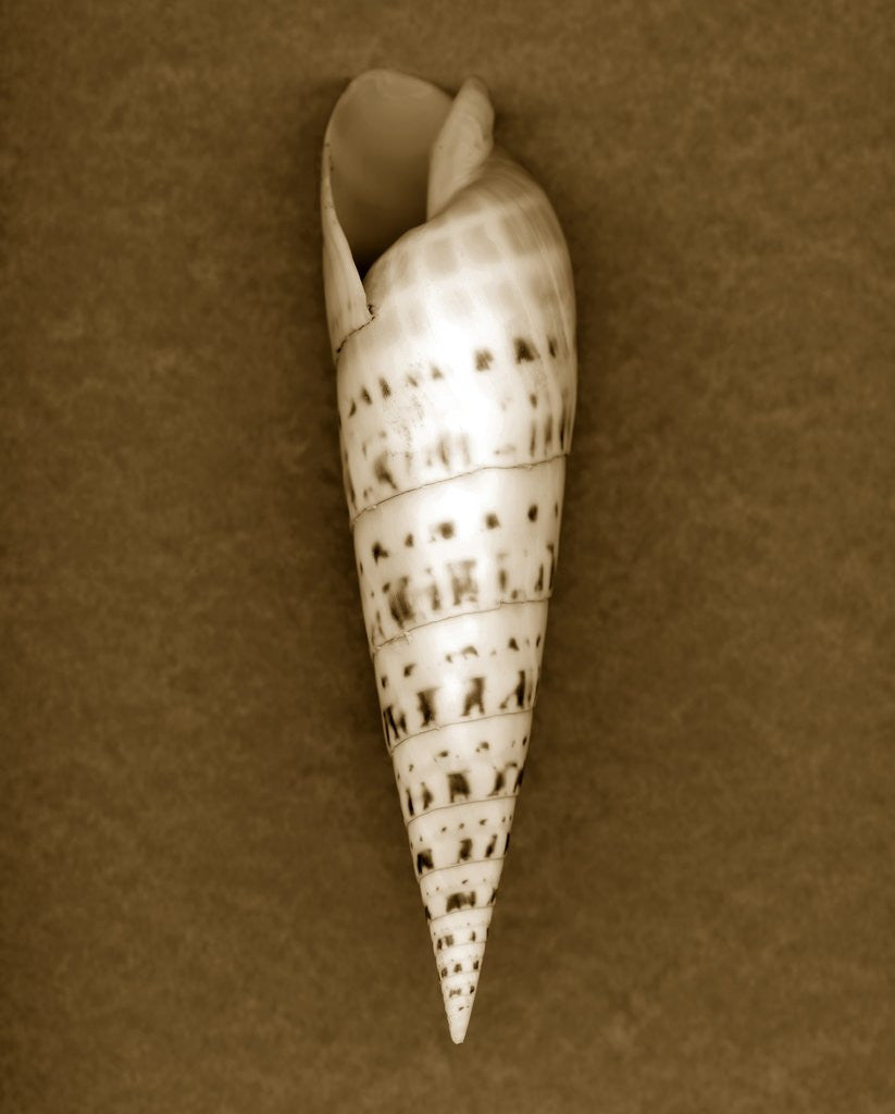 Detail of Auger Shell by Corbis