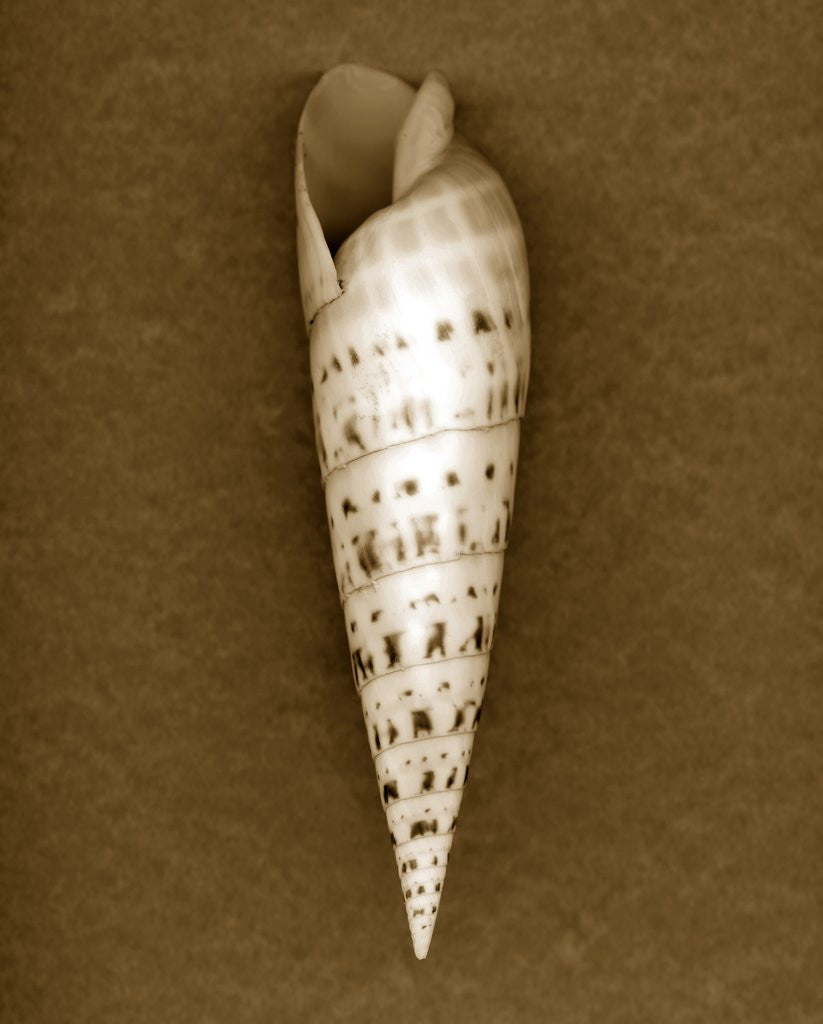 Detail of Auger Shell by Anonymous