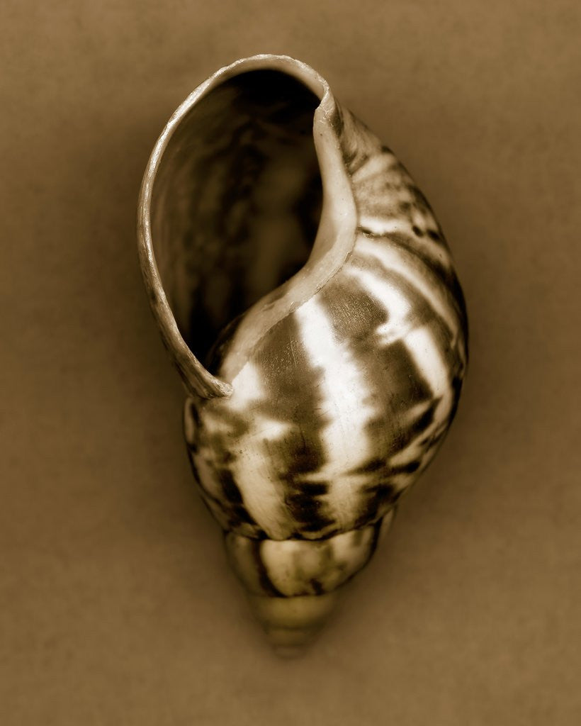 Detail of Babylon Shell by Anonymous