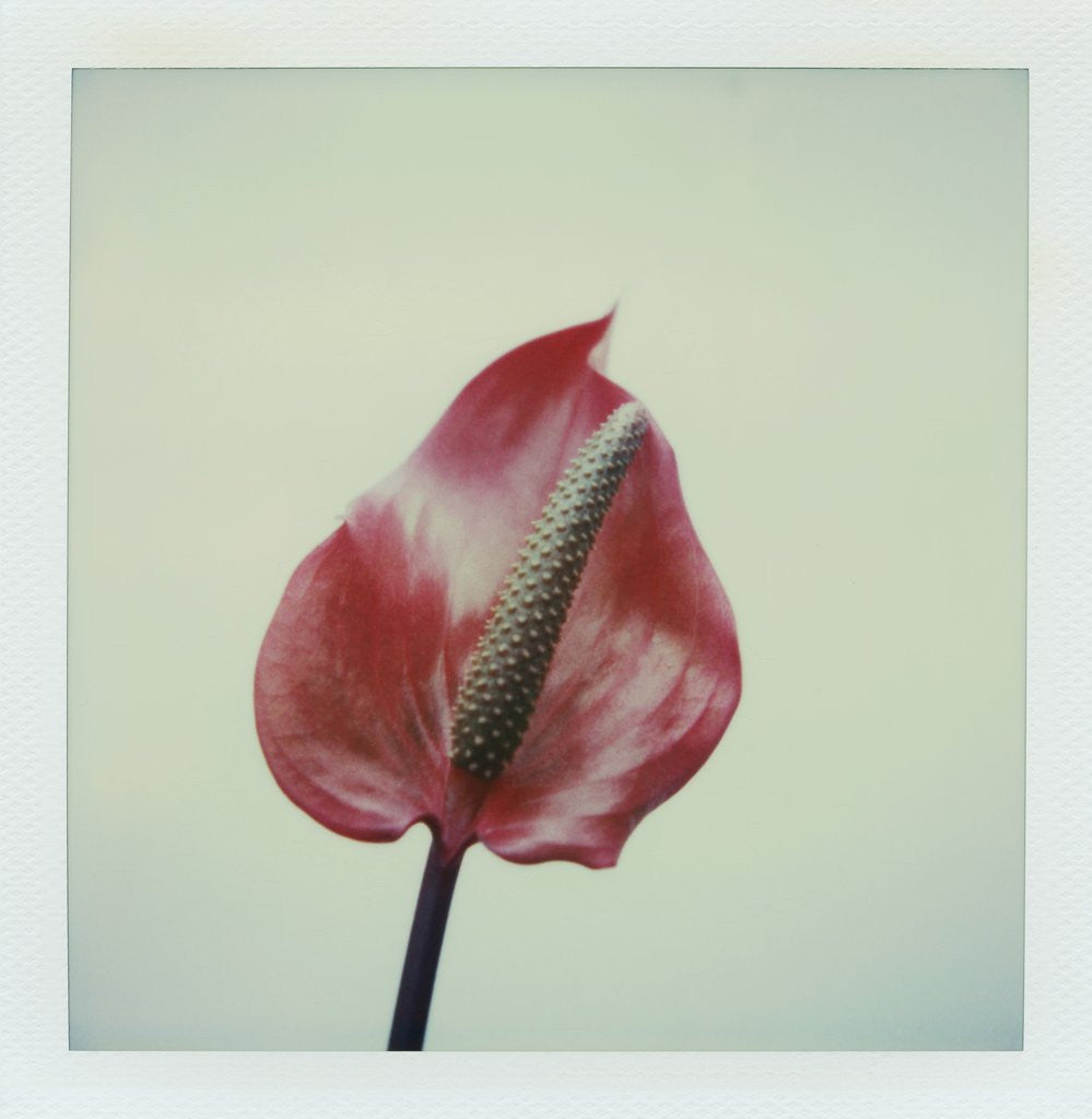 Detail of Anthurium Flower by Anonymous