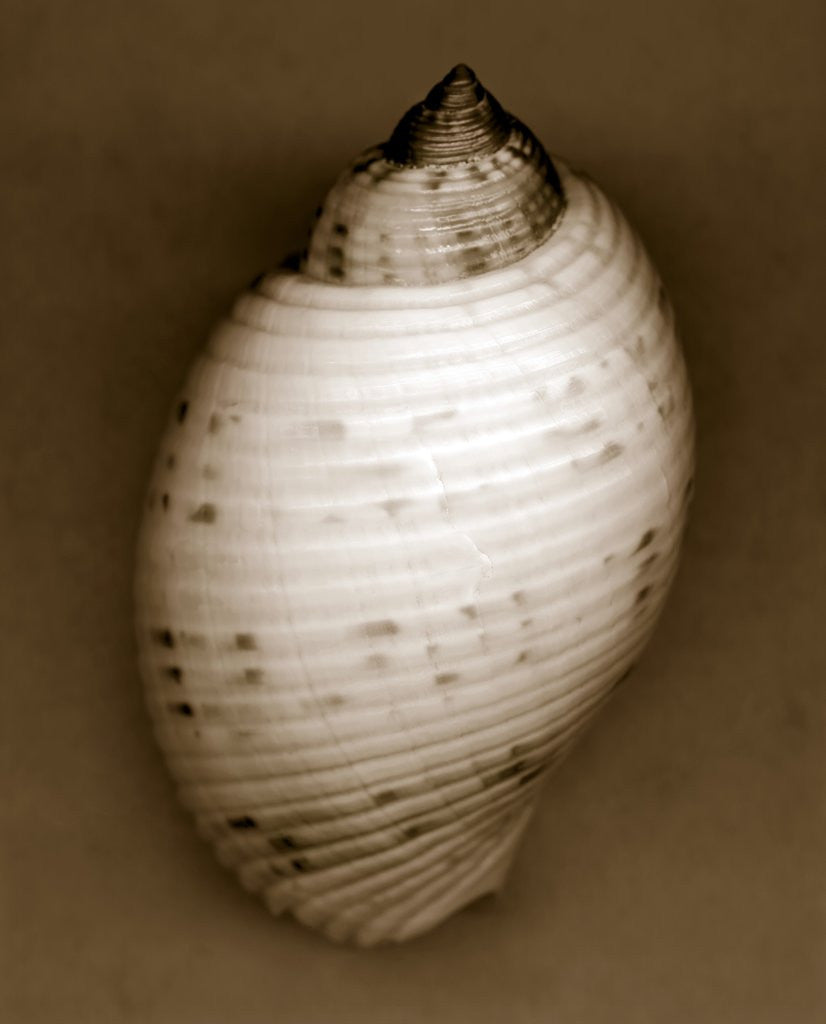 Detail of Bonnet Shell by Anonymous