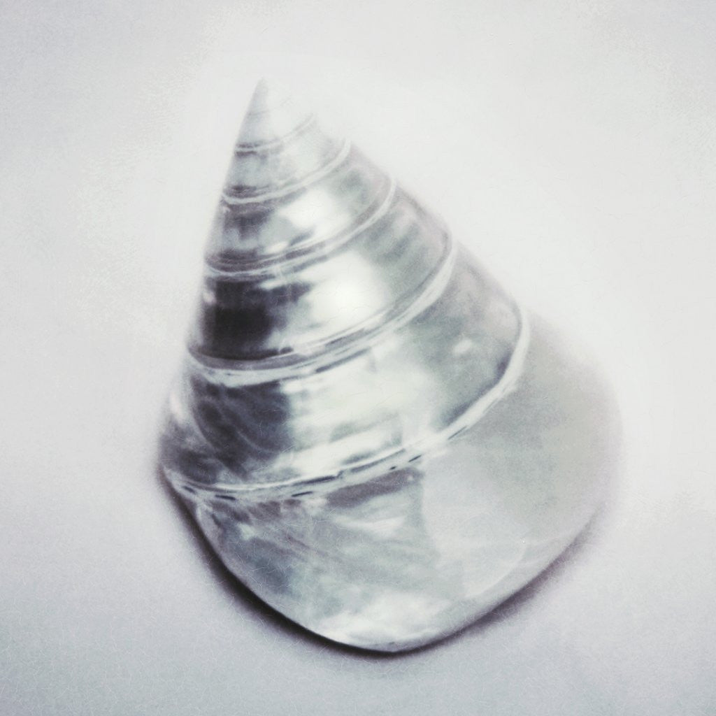 Detail of Pearl Trochus Shell by Anonymous